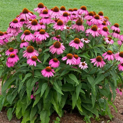 Echinacea purpurea PowWow 'Wild Berry' – Bíbor kasvirág