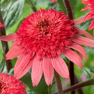 Echinacea purpurea 'Raspberry Truffle' – Bíbor kasvirág