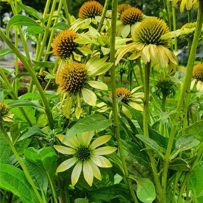 Echinacea purpurea Sombrero Double 'Lime' (syn.: 'Ech682') – Bíbor kasvirág