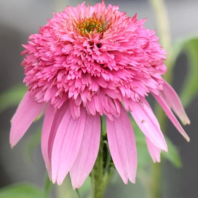 Echinacea purpurea Sombrero Double 'Pink' – Bíbor kasvirág