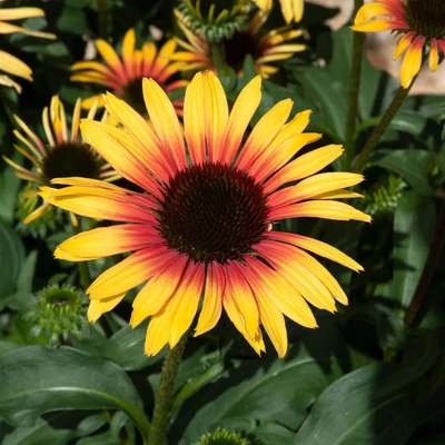 Echinacea purpurea Sombrero Special 'Yellow Red' (syn.: 'Abha685') – Bíbor kasvirág
