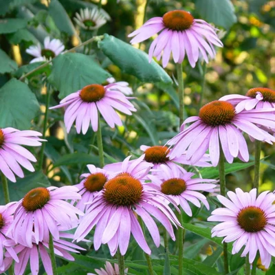 Echinacea angustifolia – Kasvirág