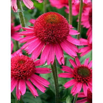 Echinacea 'Delicious Candy' – Kasvirág