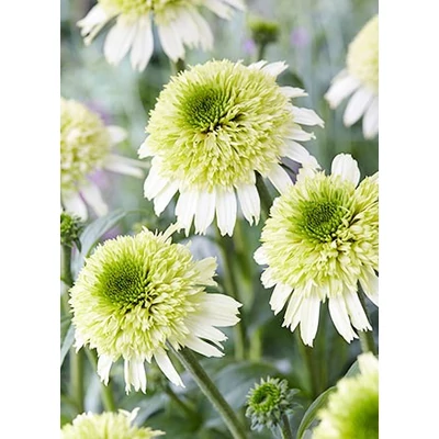 Echinacea 'Delicious Nougat' – Kasvirág