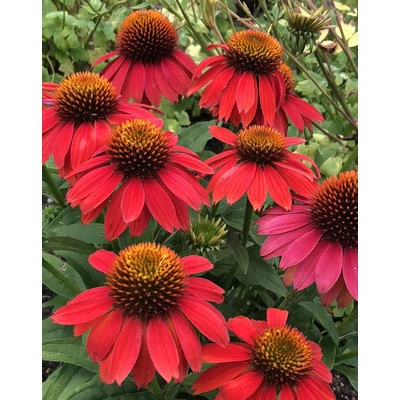 Echinacea hybrida 'Lakota Red' – Kasvirág