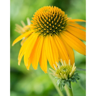 Echinacea hybrida 'Lakota Yellow' – Kasvirág