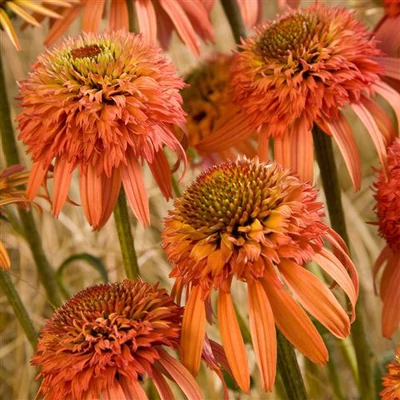 Echinacea 'Irresistible' – Kasvirág