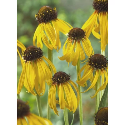 Echinacea paradoxa – Sárga kasvirág