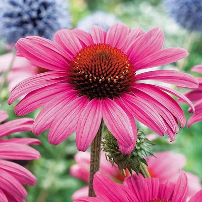 Echinacea purpurea 'Primadonna Rose' - Bíbor kasvirág