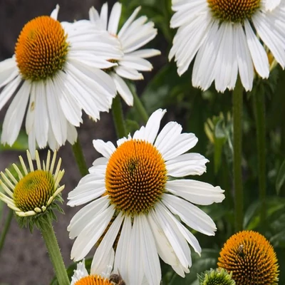 Echinacea purpurea 'Primadonna White' - Bíbor kasvirág