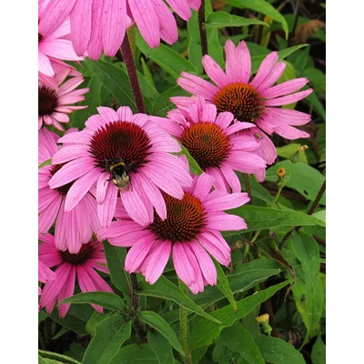 Echinacea purpurea 'Bright Rose' – Bíbor kasvirág