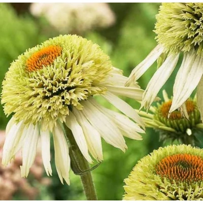 Echinacea purpurea 'Cream Crush' – Bíbor kasvirág