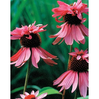 Echinacea purpurea 'Doubledecker' – Bíbor kasvirág
