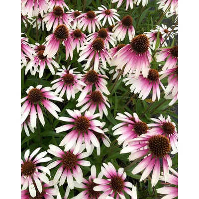 Echinacea purpurea 'Fountain Pink Eye' – Bíbor kasvirág