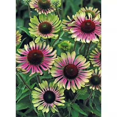 Echinacea purpurea 'Green Twister' – Bíbor kasvirág