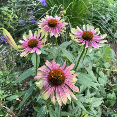 Echinacea purpurea 'Green Twister' – Bíbor kasvirág
