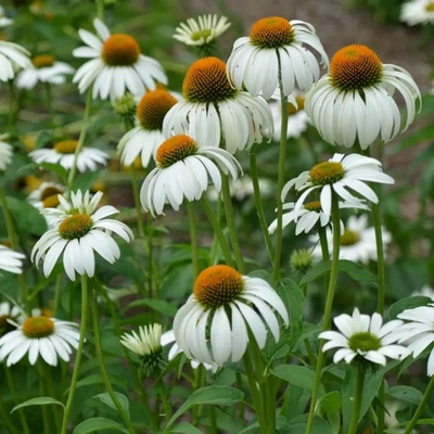 Echinacea purpurea 'Happy Star' – Bíbor kasvirág