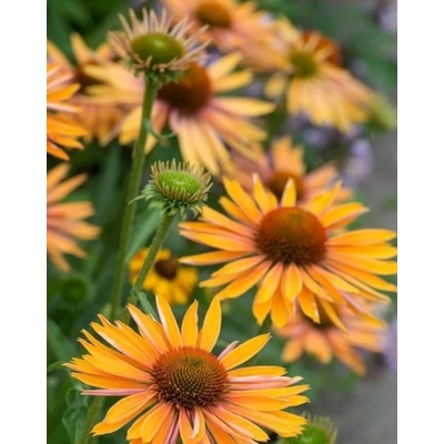 Echinacea purpurea 'Honey Skipper' – Bíbor kasvirág