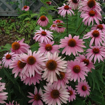 Echinacea purpurea 'Magnus Superior' – Bíbor kasvirág