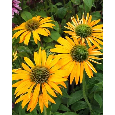Echinacea purpurea 'Now Cheesier' – Bíbor kasvirág
