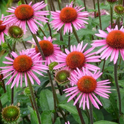 Echinacea purpurea 'Pica Bella' – Bíbor kasvirág