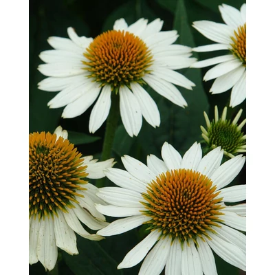 Echinacea purpurea 'Pow WoW White' – Bíbor kasvirág