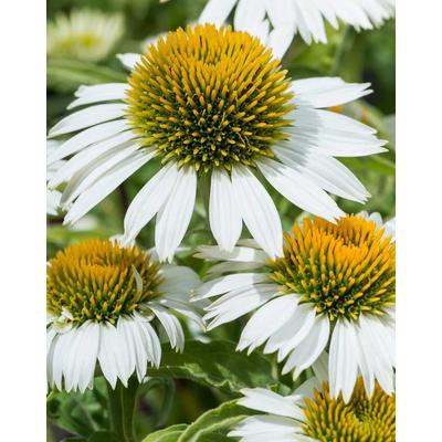 Echinacea purpurea 'Prairie Splendor Compact White' – Bíbor kasvirág