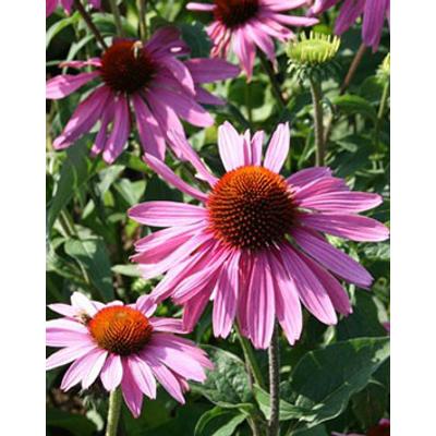 Echinacea purpurea 'Prairie Splendour' - Rózsaszín kasvirág