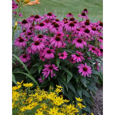 Echinacea purpurea 'Purple Emperor' – Bíbor kasvirág