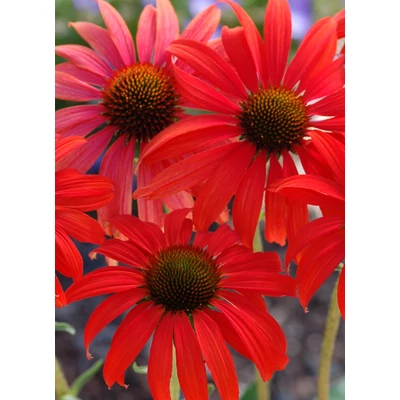 Echinacea purpurea 'Tomato Soup' - Kasvirág