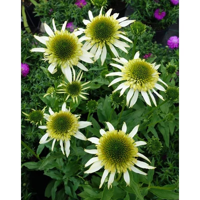 Echinacea purpurea 'White Double Delight'® – Bíbor kasvirág