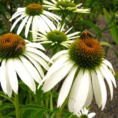 Echinacea purpurea 'White Swan' – Bíbor kasvirág