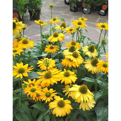Echinacea purpurea 'Yellow Pearl' – Bíbor kasvirág