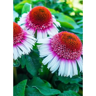 Echinacea 'Strawberry and Cream' – Kasvirág