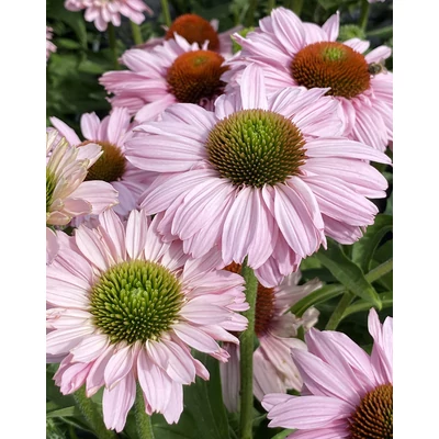 Echinacea 'SunSeekers Blush' – Kasvirág