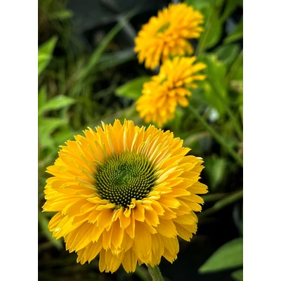 Echinacea 'SunSeekers Golden Sun' – Kasvirág