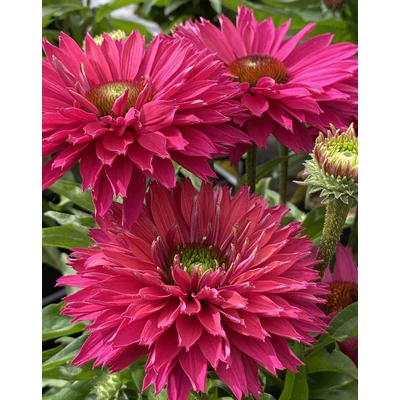 Echinacea 'SunSeekers Sweet Fuchsia' – Kasvirág