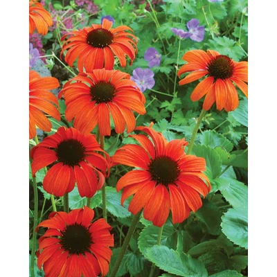 Echinacea 'Tangerine Dream' – Kasviárg