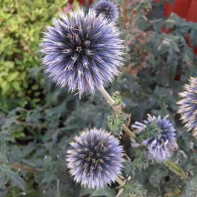 Echinops bannaticus 'Blue Globe' – Bánsági szamárkenyér