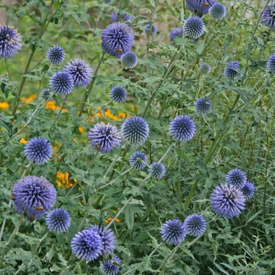 Echinops bannaticus 'Blue Glow' – Bánsági szamárkenyér