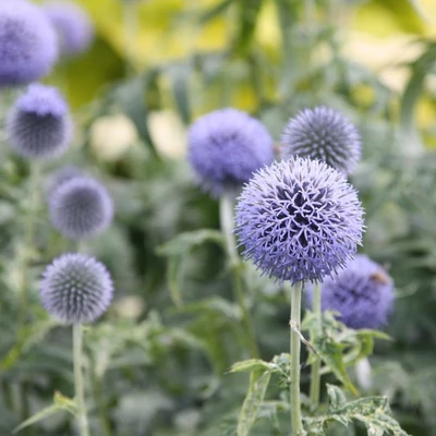 Echinops bannaticus 'Taplow Blue' – Bánsági szamárkenyér