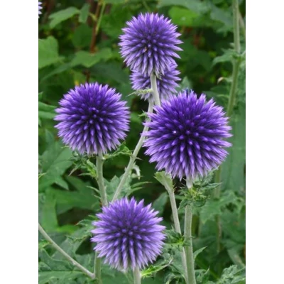 Echinops ritro 'Veitch's Blue' – Sötétkék szamárkenyér