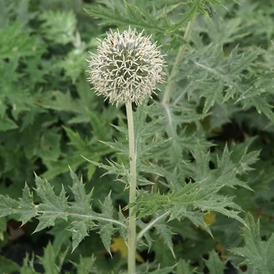 Echinops sphaerocephalus 'Niveus' – Szamárkenyér