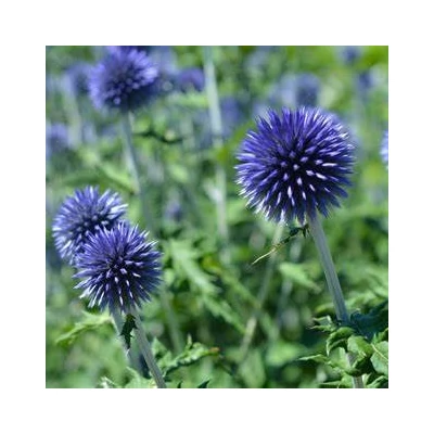 Echinops sphaerocephalus – Szamárkenyér