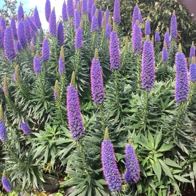 Echium fastuosum – Kígyószisz