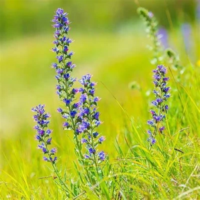 Echium vulgare – Terjőke kígyószisz