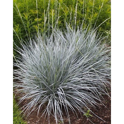 Elymus magellanicus – Tűzföldi hajperje