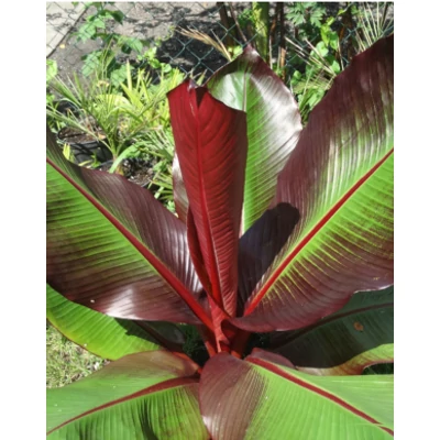 Ensete ventricosum 'Maurelii' – Vörös abesszín banán