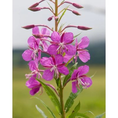 Epilobium angustifolium – Erdei deréce