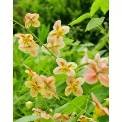 Epimedium 'Orangekönigin' - Tündérvirág